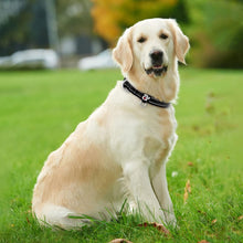 reflective-dog-collar by Ellibear